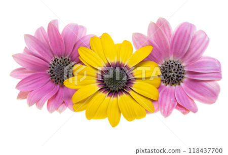 Osteospermum flowers isolated Osteospermum flowers isolated 118437700