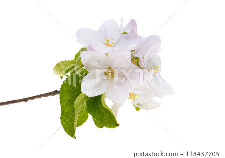 apple blossom isolated 118437705