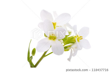 Cress alpine isolated Cress alpine isolated 118437716