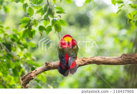 beautiful parrots in a park 118437908