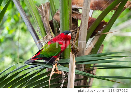 beautiful parrots in a park beautiful parrots in a park 118437912
