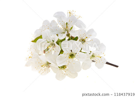 cherry blossom isolated 118437919