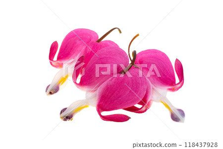 Red dicentra flower 118437928