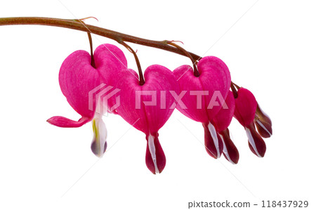 Red dicentra flower 118437929