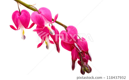 Red dicentra flower 118437932