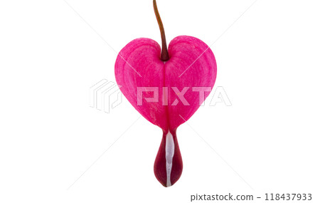 Red dicentra flower Red dicentra flower 118437933