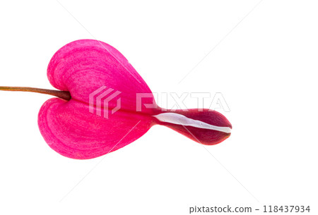 Red dicentra flower Red dicentra flower 118437934
