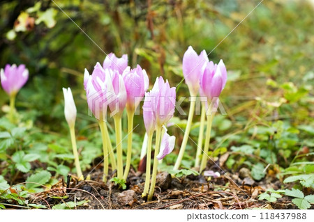 Lilac flowers of  the bulbous perennial Colchicum autumnale after the rain. 118437988