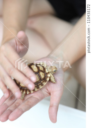 The Sulcata tortoise The Sulcata tortoise 118438172