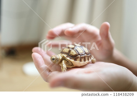 The Sulcata tortoise The Sulcata tortoise 118438209