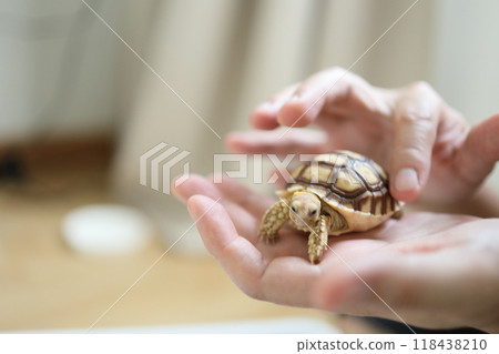 The Sulcata tortoise The Sulcata tortoise 118438210