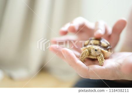 The Sulcata tortoise 118438211
