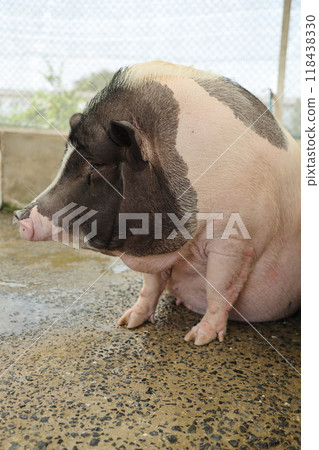 Farm Animal Life 118438330