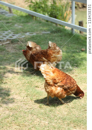 Farm Animal Life 118438331
