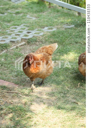 Farm Animal Life Farm Animal Life 118438333
