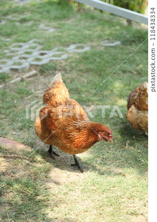 Farm Animal Life Farm Animal Life 118438334
