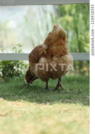 Farm Animal Life Farm Animal Life 118438343