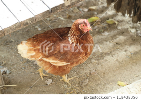 Farm Animal Life Farm Animal Life 118438356