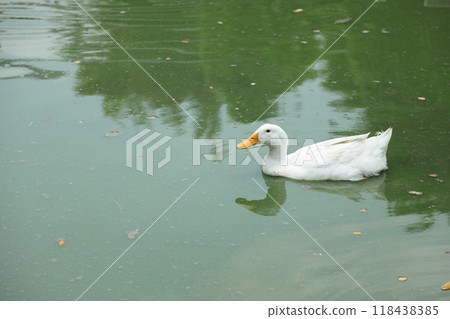 Farm Animal Life 118438385