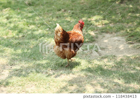 Farm Animal Life 118438413