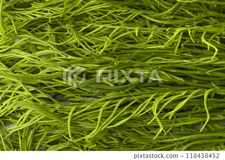 Climbing Wattle or Acacia vegetable isolate on a white background Climbing Wattle or Acacia vegetable isolate on a white background 118438452