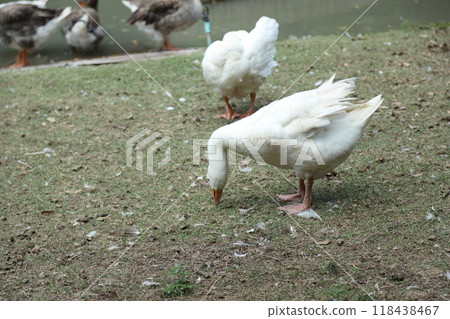 Grey and White Duck Grey and White Duck 118438467