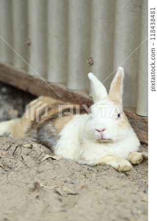 Rabbits in Farm Rabbits in Farm 118438481