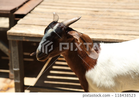 Farm Animal Life Farm Animal Life 118438523