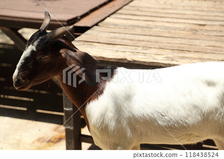 Farm Animal Life Farm Animal Life 118438524