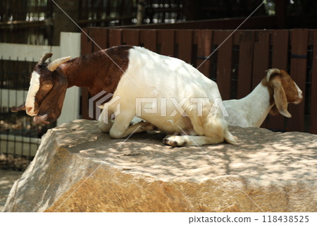 Farm Animal Life Farm Animal Life 118438525