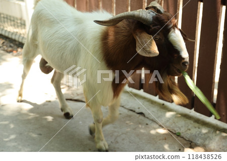 Farm Animal Life Farm Animal Life 118438526