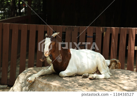 Farm Animal Life Farm Animal Life 118438527