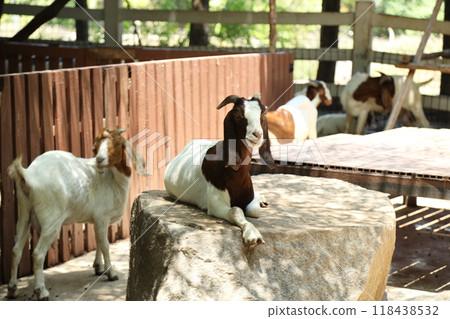 Farm Animal Life Farm Animal Life 118438532