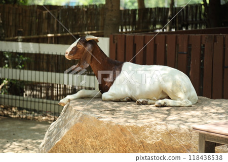 Farm Animal Life 118438538