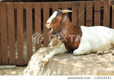 Farm Animal Life Farm Animal Life 118438541