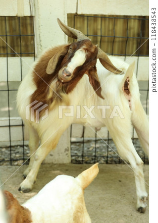 Farm Animal Life Farm Animal Life 118438543