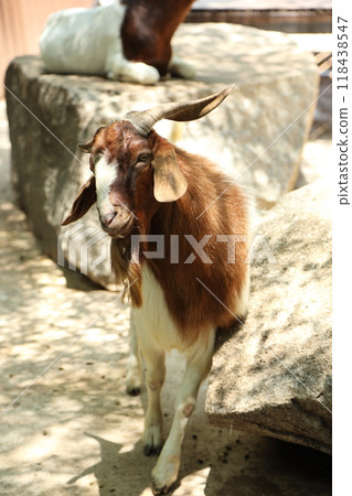 Farm Animal Life 118438547