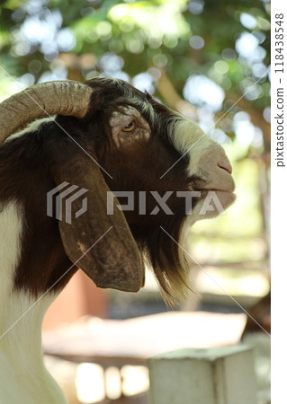 Farm Animal Life 118438548