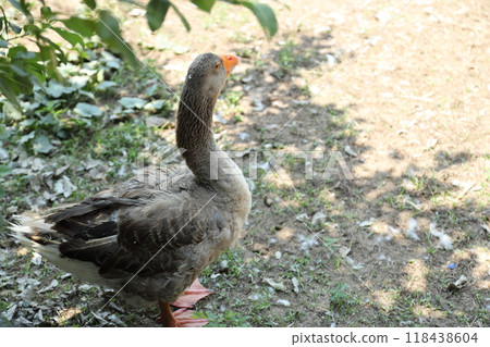 Grey and White Duck 118438604