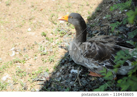 Grey and White Duck Grey and White Duck 118438605