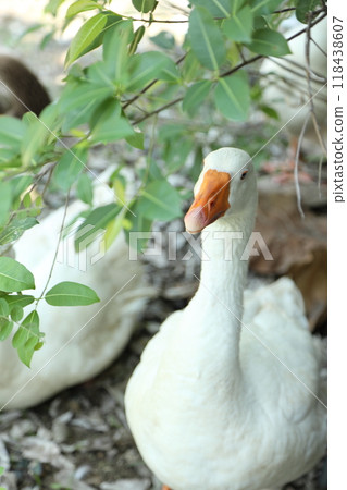 Grey and White Duck Grey and White Duck 118438607
