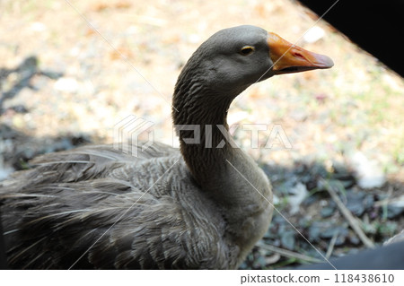 Grey and White Duck Grey and White Duck 118438610