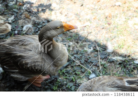 Grey and White Duck Grey and White Duck 118438611