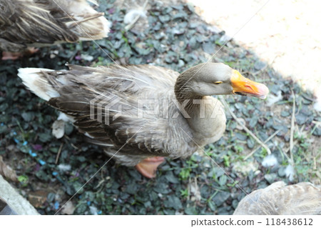Grey and White Duck 118438612