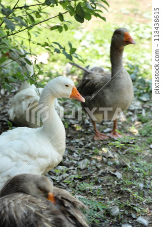 Grey and White Duck Grey and White Duck 118438615