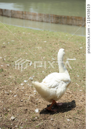 Grey and White Duck Grey and White Duck 118438619