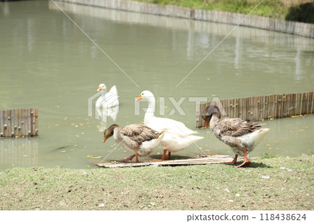 Grey and White Duck 118438624