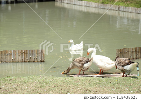 Grey and White Duck 118438625