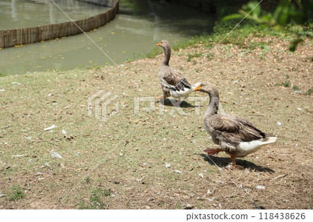 Grey and White Duck 118438626