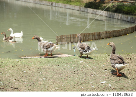 Grey and White Duck Grey and White Duck 118438628